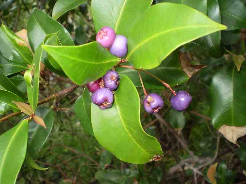 Plant of the Month: Blue Lillypilly post image