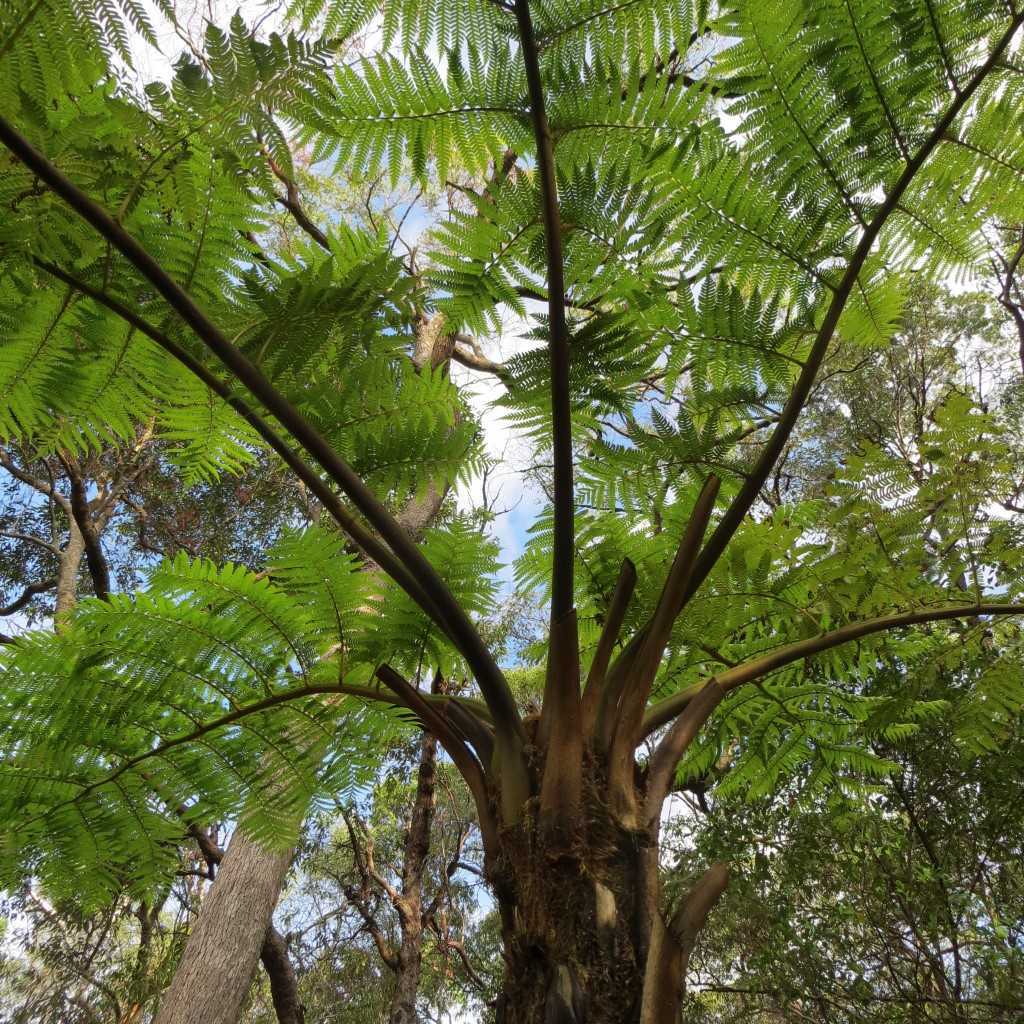 City Farm - Tree Ferns post image
