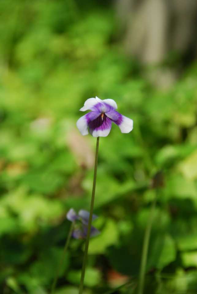 Do you need a ground cover? post image
