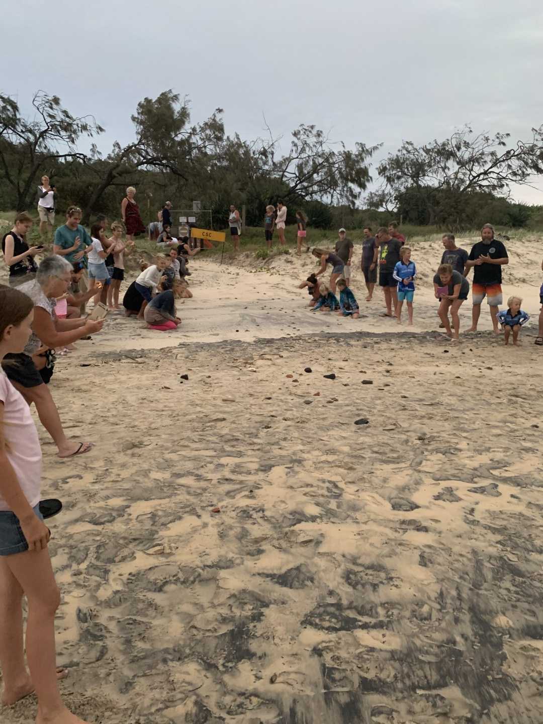 Planning for Turtle Season post image