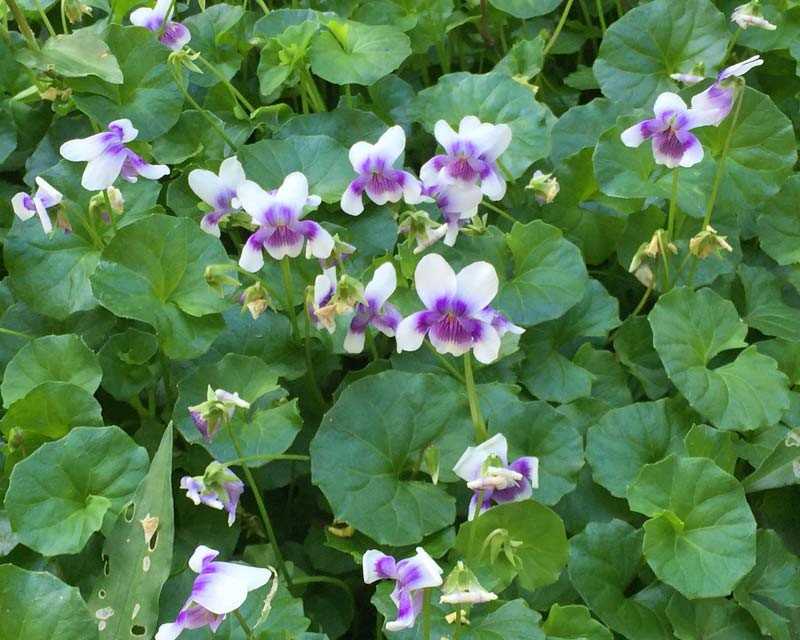 City Farm - Plant of the Month - “Shade Loving Plants” post image