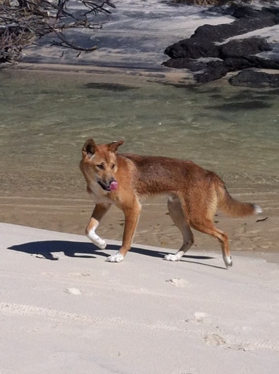 A reminder - do not feed the dingoes post image