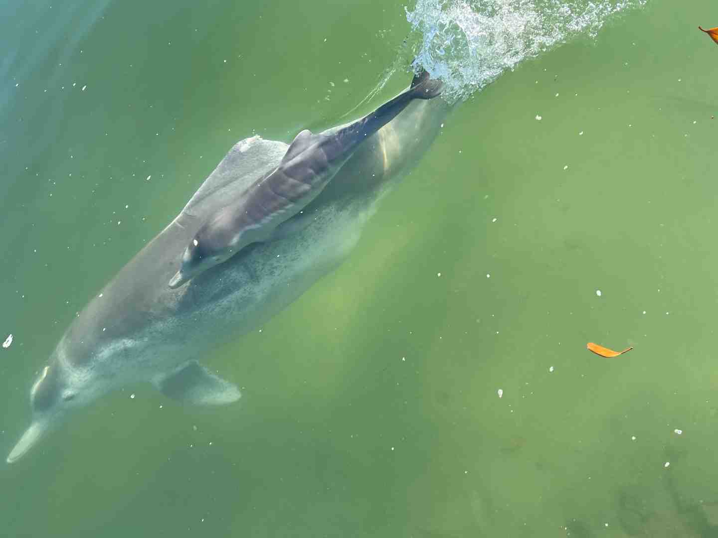 Dolphin feeding popular post image