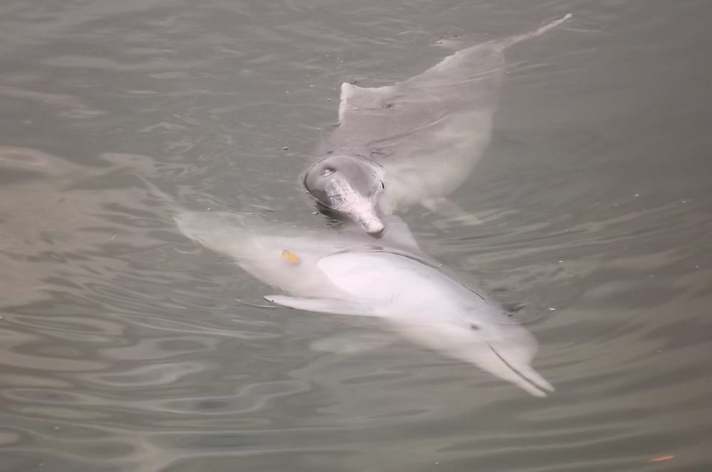 Dolphins aren't always on time! post image