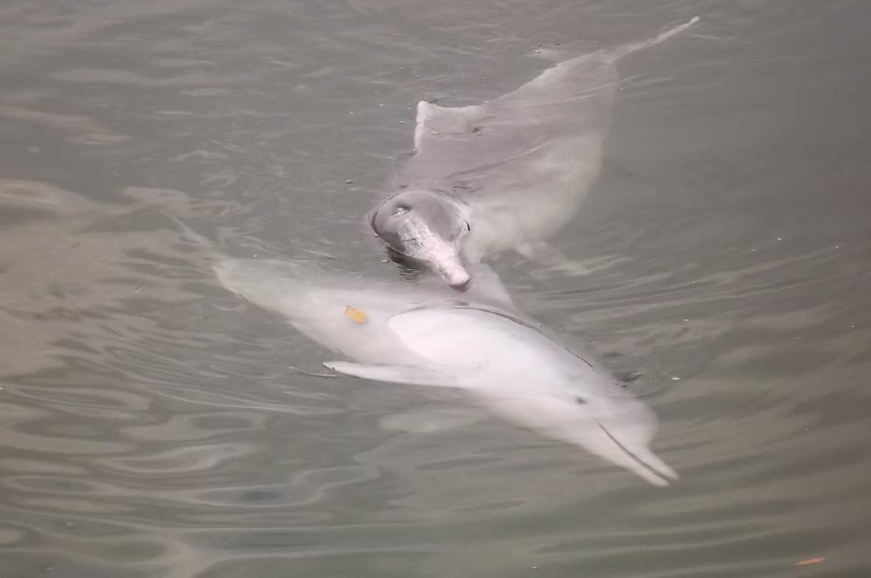 See the dolphins this holidays post image