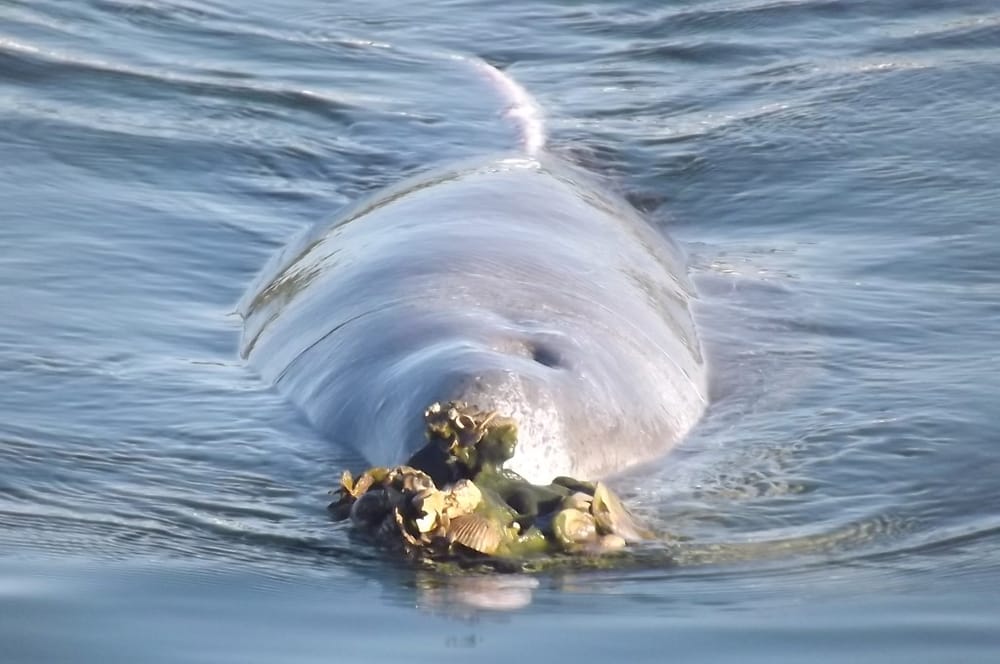 Pay a visit to our dolphins post image