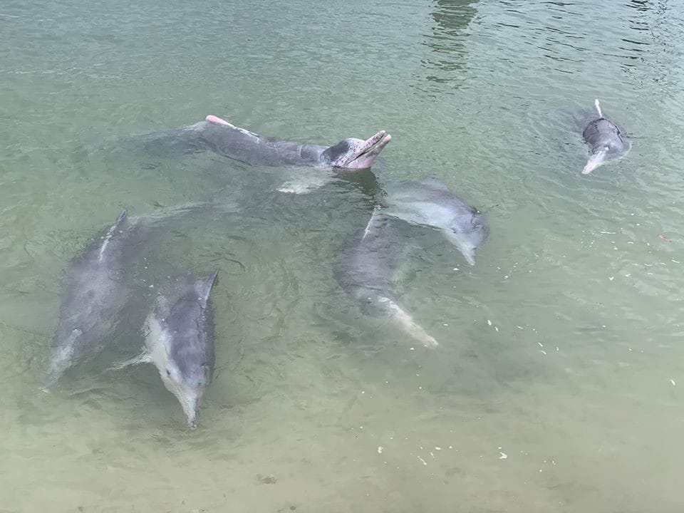 Volunteer for the dolphins post image