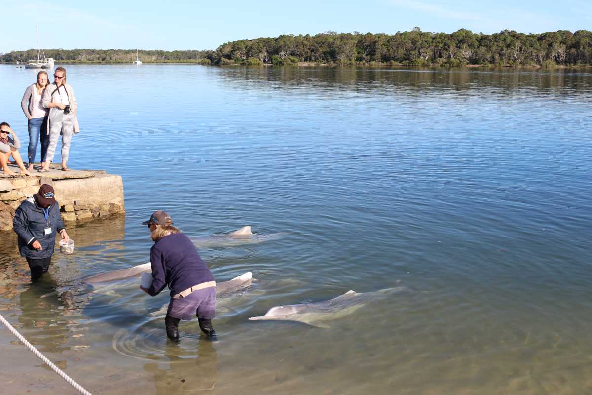 Dolphins enjoying our school holiday visitors post image