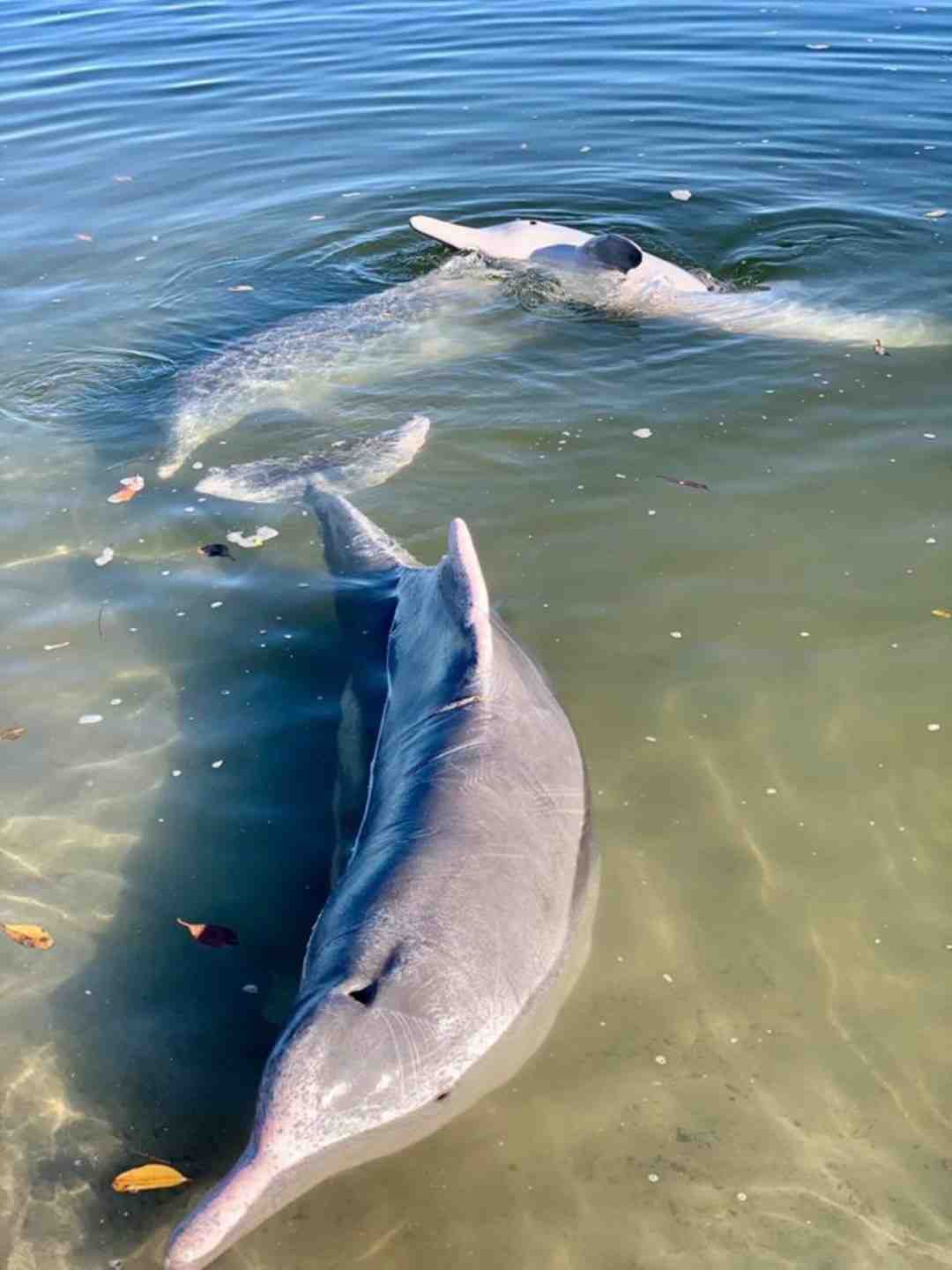 Arrive early to feed the dolphins post image
