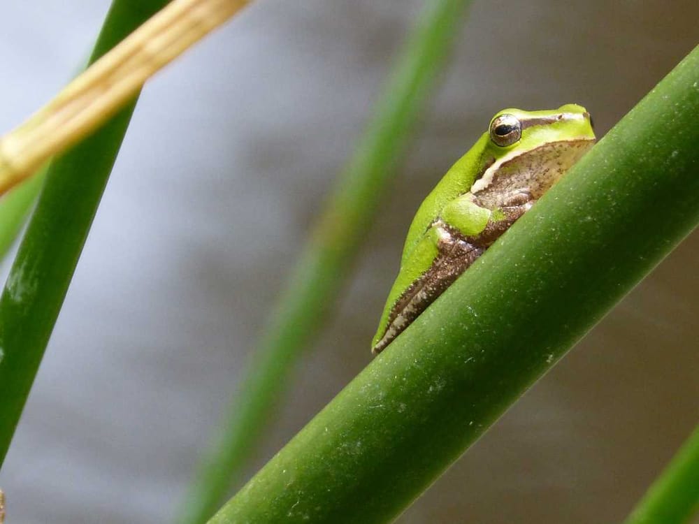February is Frog Finding Month post image