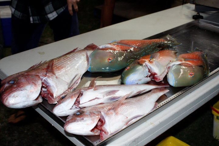 Net free zones boost recreational fishing post image