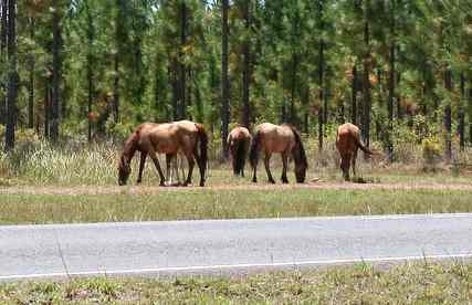 Be Aware, There Are Horses There! post image