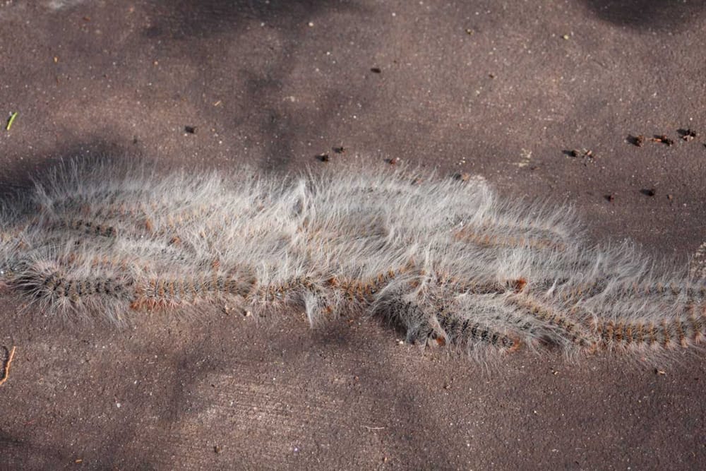 How do you deter itchy grubs? post image