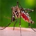 Wet weather means more mozzies post image