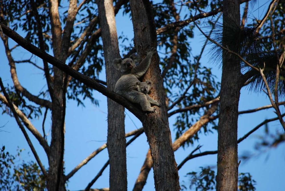 Save our Koalas post image