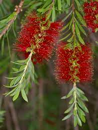 Plant of the Month - Melaleuca pachyphylla - Wallum Bottlebrush post image
