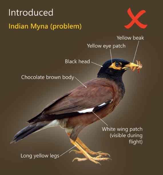 Myna Birds are a Major Problem post image
