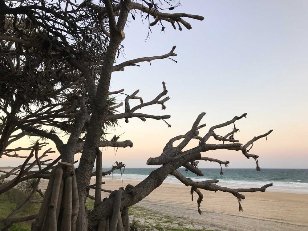 Saving our pandanus post image