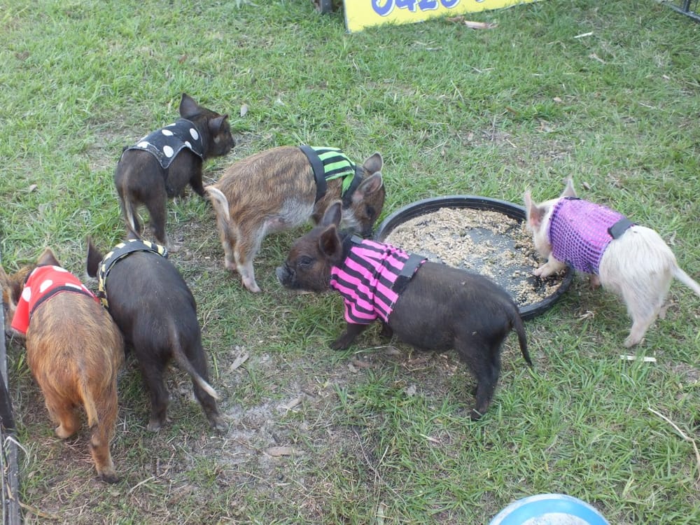 P&C gears up for Pig Day Out post image