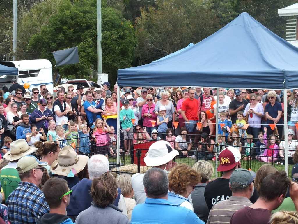 The pigs are coming on Saturday June 4! post image