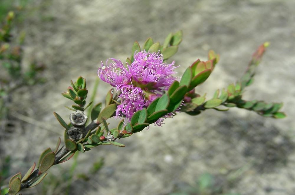 Plant of the Month, August 2022 post image