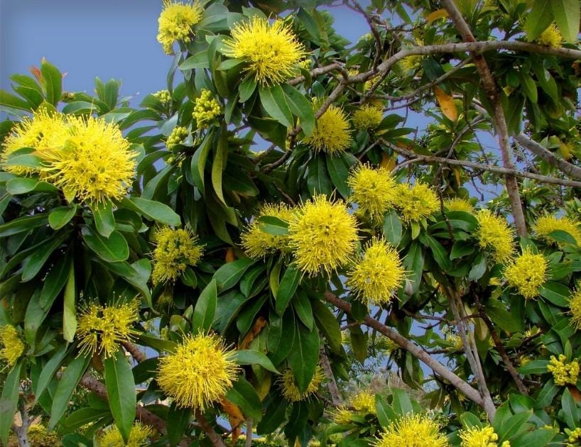 Plant of the Month, September 2022 post image