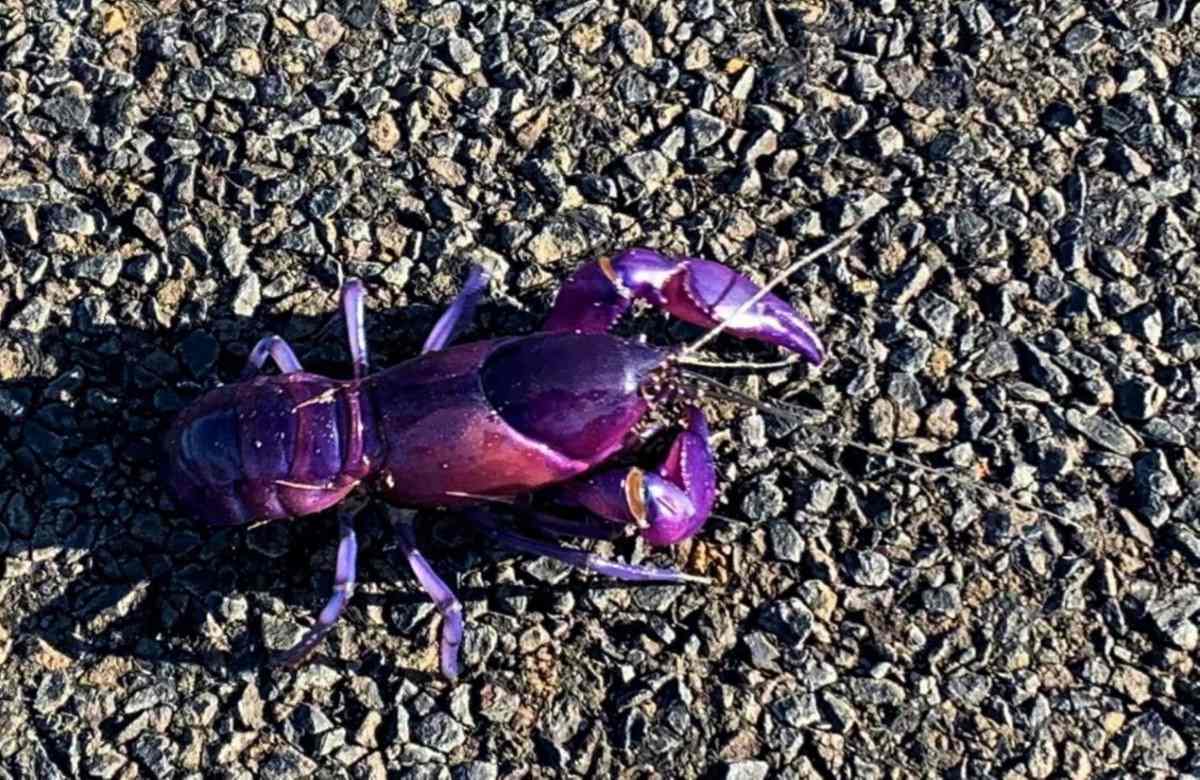 Purple Pedestrian Stops Councillor In His Tracks post image