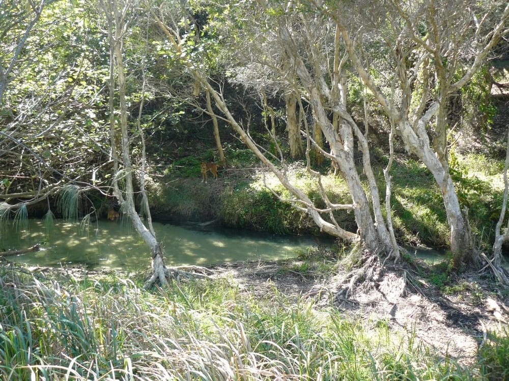 Smoke Alert – Southern Fraser Island, Great Sandy National Park post image