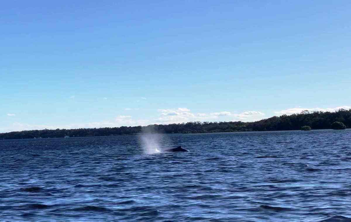 Yacht Club Sailing School’s surprise whale watching tour post image
