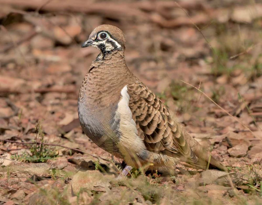 Bird of the Month - Squatter Pigeon post image