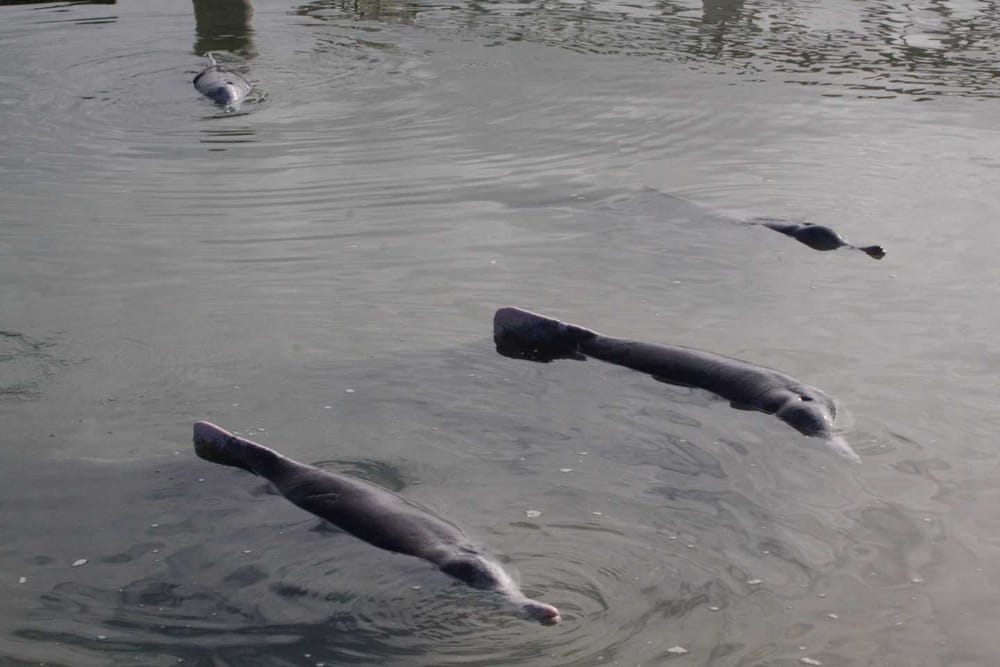 Entry free for locals to see the dolphins post image