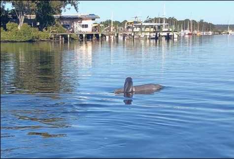 A new dolphin arrives post image