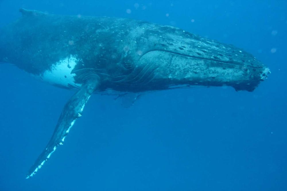 It’s Humpback Time! post image