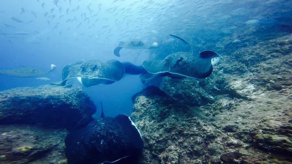 Big fish at Wolf Rock Dive post image