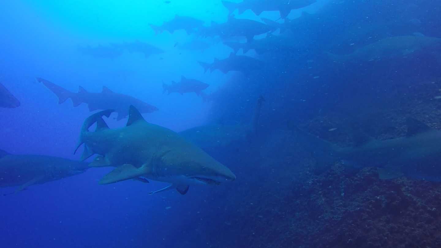 Wolf Rock Dive in a fever! post image