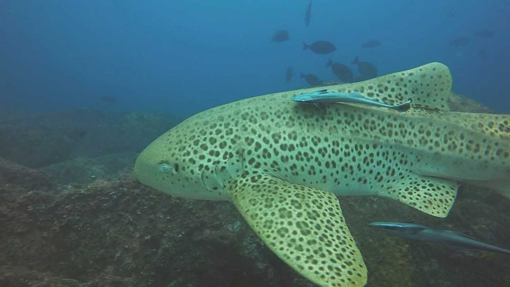 Great diving conditions at Wolf Rock post image