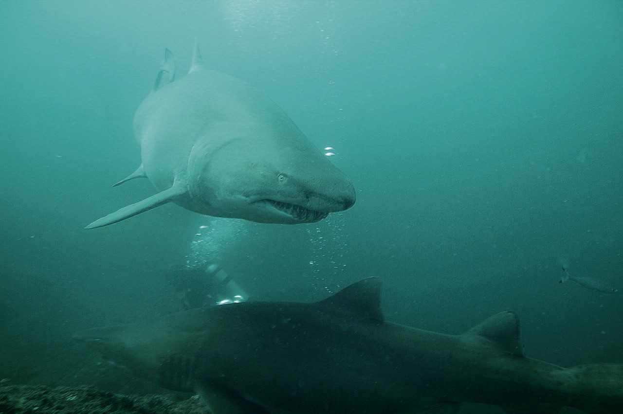 It’s manta ray season at Wolf Rock post image