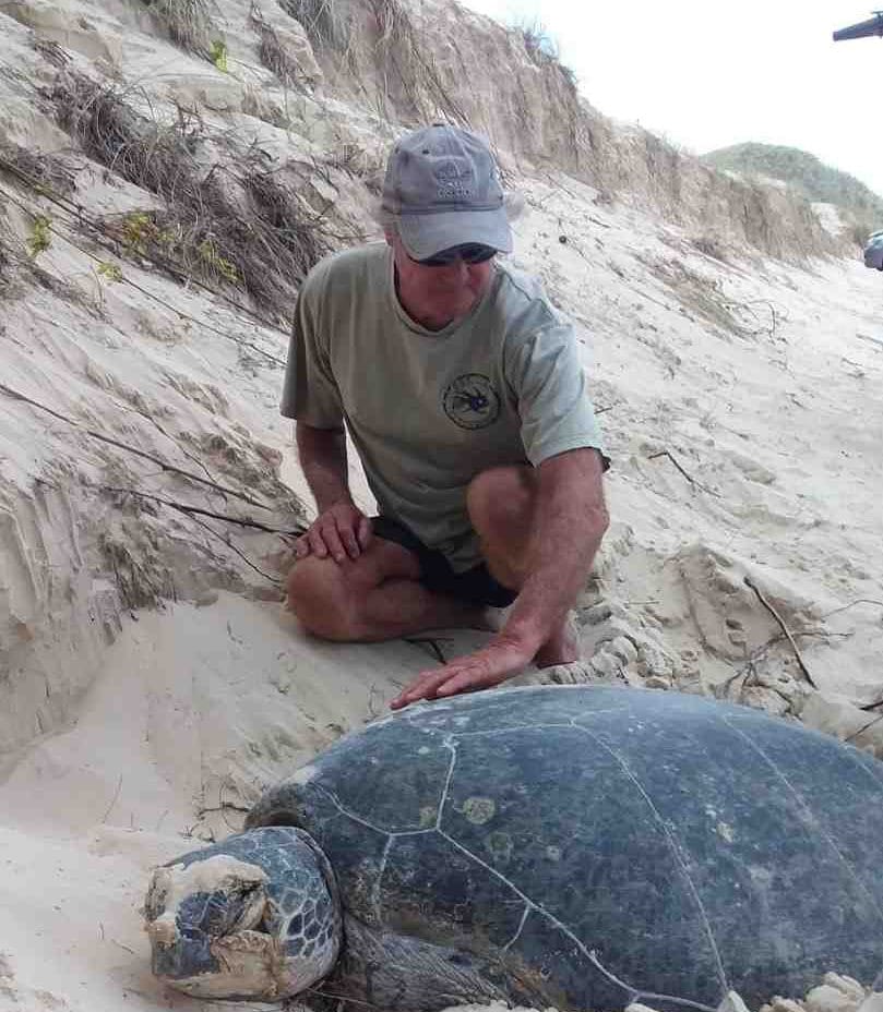 Turtle heroes amazing efforts on two week “Night Shift” post image