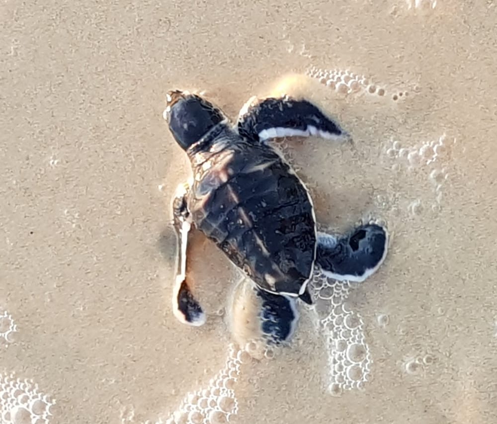 Turtle survival success after cliff rescue post image