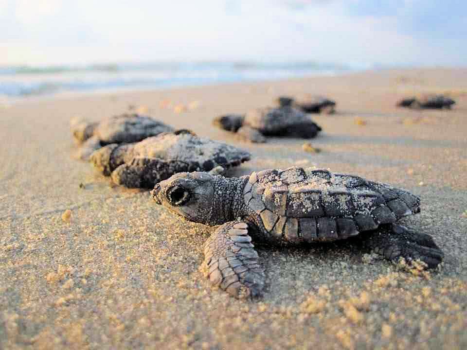 Volunteer to care for our turtles post image
