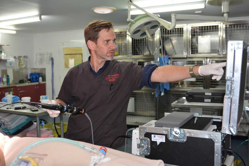 Local Vet, one of Australia’s best post image