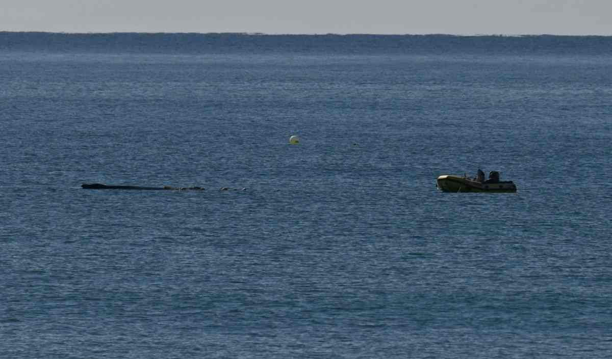Rainbow Residents Help Rescue Whale post image