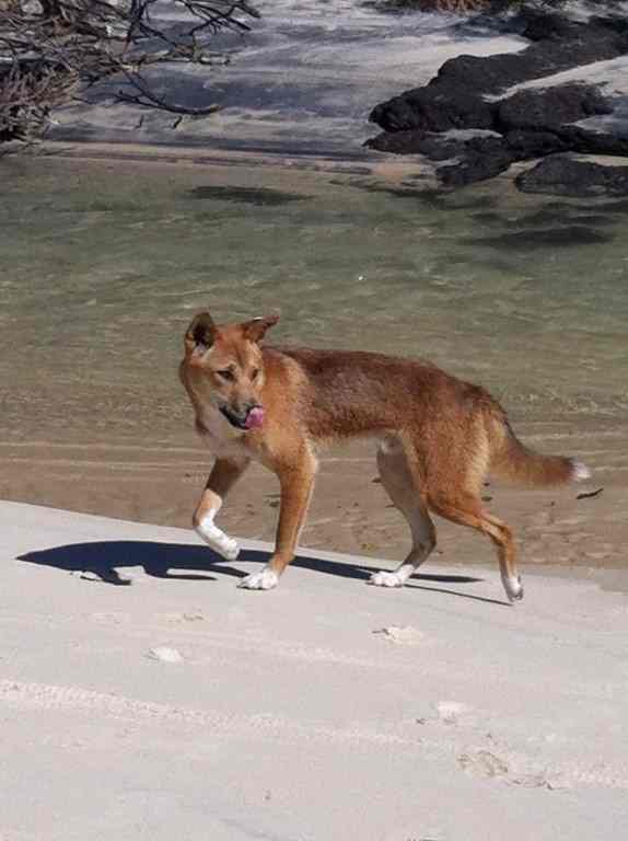 Cooloola Coast Wild Dogs post image
