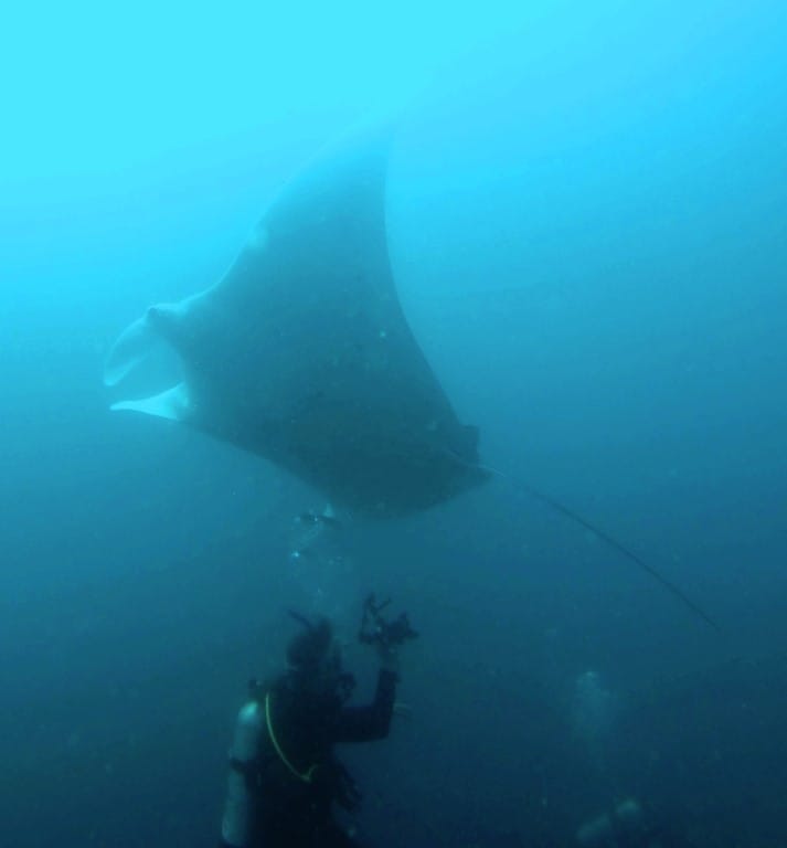 Manta rays: stars of the show post image