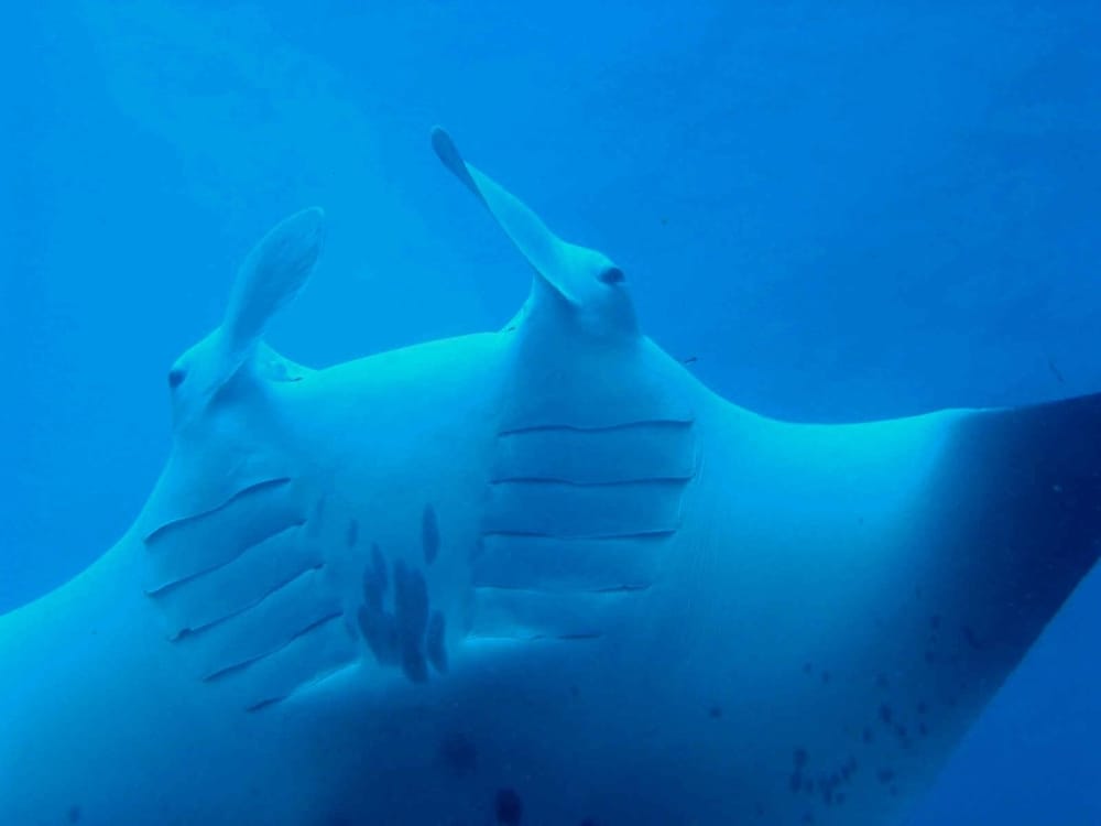 Manta migration post image