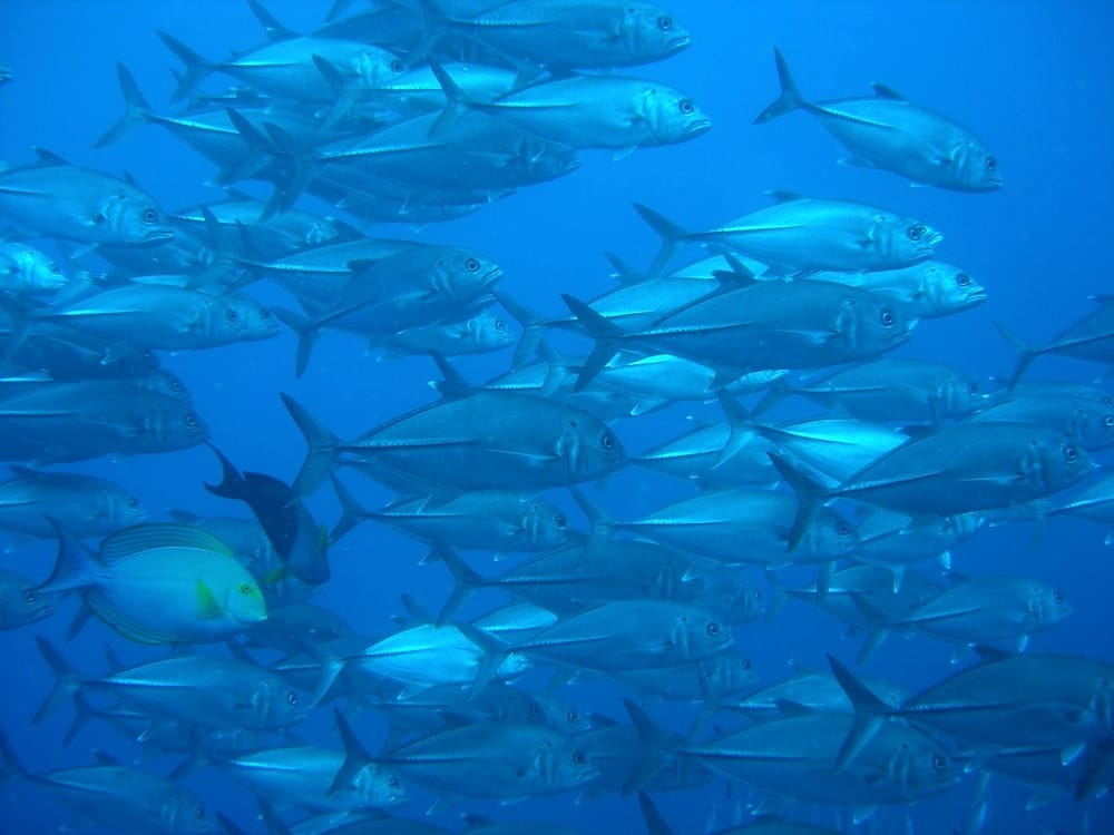 Wolf Rock Dive Report post image