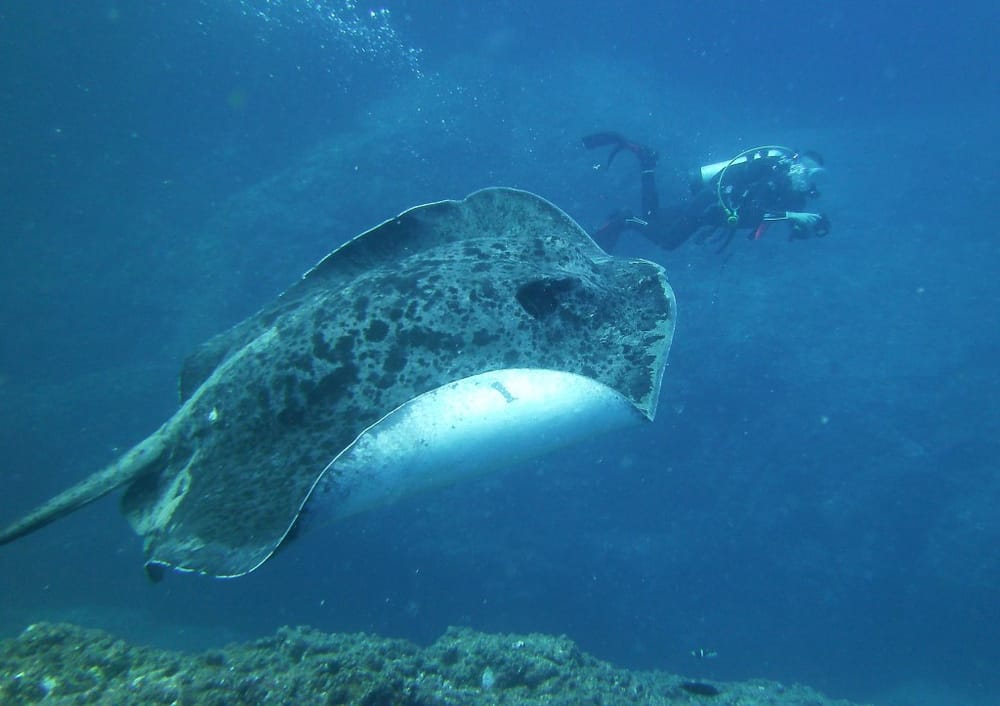 Merry Christmas from Wolf Rock Dive post image