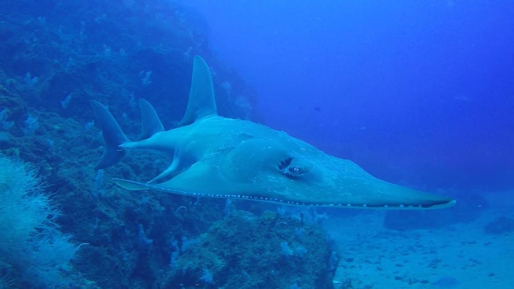 Sanctuary for Guitar Sharks at Wolf Rock post image