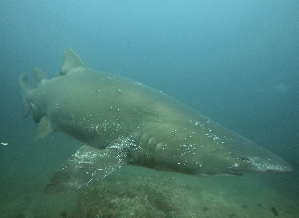 Mating Season at Wolf rock post image