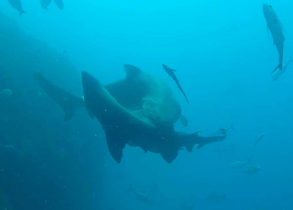 Its Breeding time for the Sharks at Wolf Rock post image